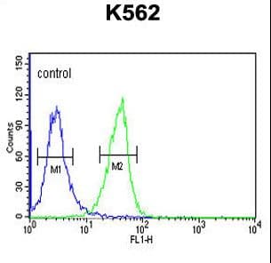 INO80B / PAPA-1 Antibody (aa146-174)