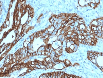 TROP2 / TACSTD2 Antibody (clone TACSTD2/2152, Azide-free, BSA-free)
