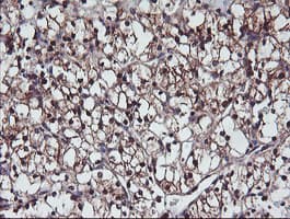 PSMB7 Antibody (aa58-277, clone OTI1D1, Carrier-free)