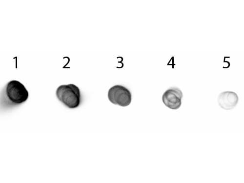Polyclonal Goat Anti-Syrian Hamster IgG Secondary Antibody (AP, IHC, WB)