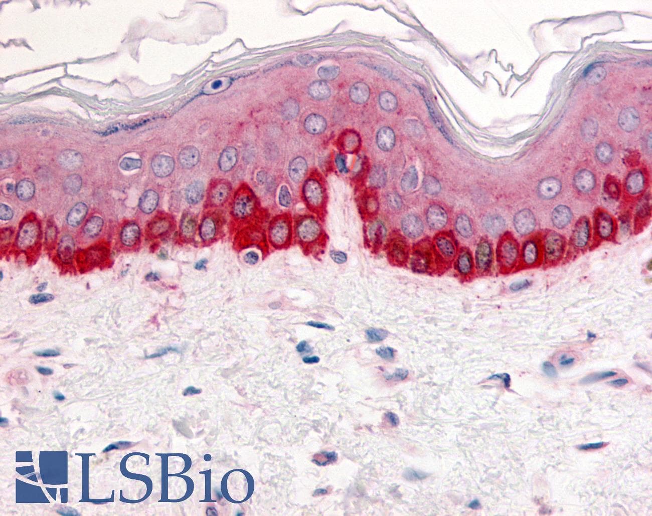 IHC-plus™ ITGB1 / Integrin Beta 1 / CD29 Antibody (Extracellular Domain)