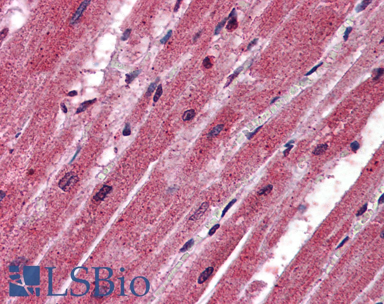 CPN1 Antibody (aa251-300)
