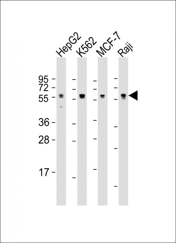 Monoclonal Mouse anti-Human CDC25C Antibody (clone 1535CT627.6.80, IHC, WB)
