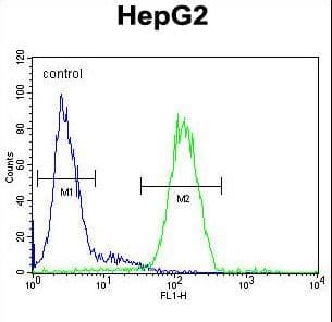 SERPINH1 / HSP47 Antibody (aa169-196)