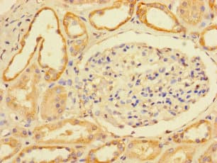 C6orf203 Antibody