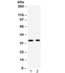 Polyclonal Rabbit anti-Human SYP / Synaptophysin Antibody (WB)