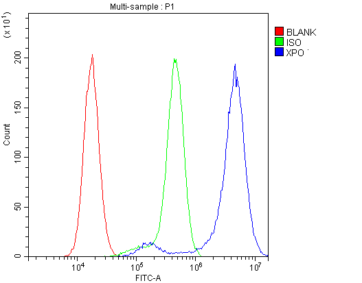 XPO1 / CRM1 Antibody