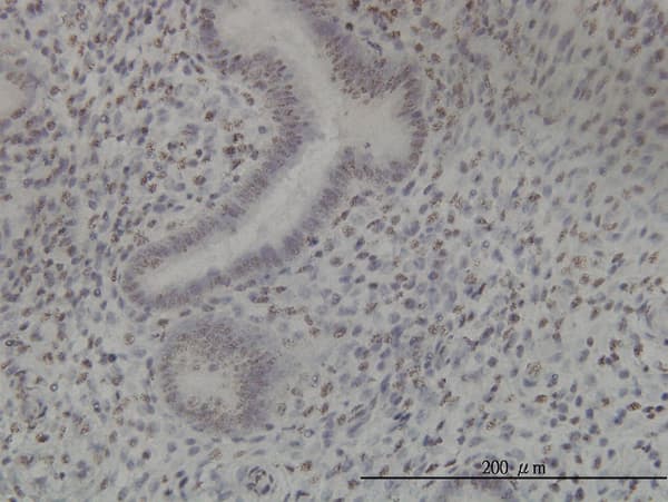 NEK11 Antibody (clone 4E1-1F4)