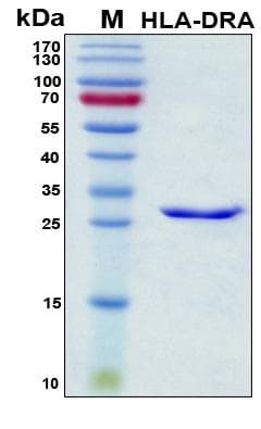 Human HLA-DRA Protein (Recombinant His, N-Terminal)