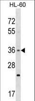 TAS2R7 / T2R7 Antibody (aa208-235)