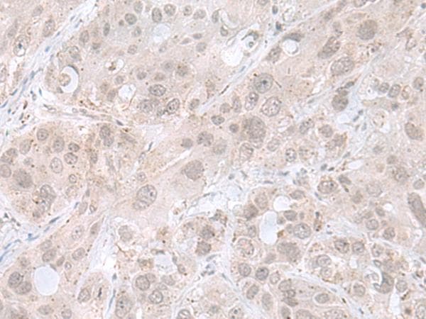 PRKRIR Antibody