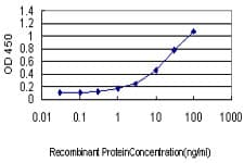CASP9 / Caspase 9 Antibody (clone 3B8-4G2)