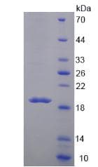 Bovine MUC5B Protein (Recombinant His-T7)
