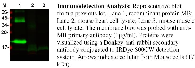 MB / Myoglobin Antibody (Preservative Free)