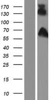 DISC1 Protein (Over-Expression Lysate Myc-DDK (Flag))