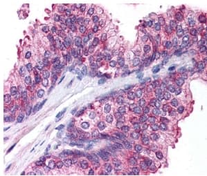 SPTBN2 Antibody (aa2300-2390)