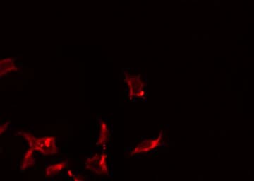 Polyclonal Rabbit anti-Human CD32A Antibody (IF, WB)
