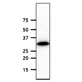 Monoclonal Mouse anti-Human Geminin Antibody (clone 2H7, WB)
