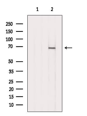 Polyclonal Rabbit anti-Human DARS2 Antibody (IF, WB)