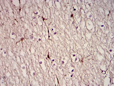 GFAP Antibody (clone 6A6)