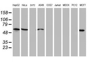 NUCB1 / Nucleobindin Antibody (clone OTI1A3, Carrier-free)