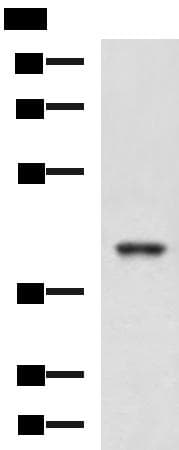 RBM4 / LARK Antibody