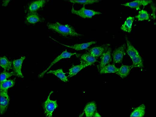 XAF1 Antibody