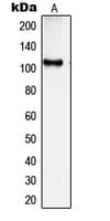 IHC-plus™ SYNE3 / C14orf49 Antibody (Internal)