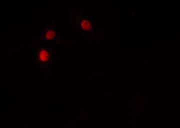 NKX2-6 Antibody