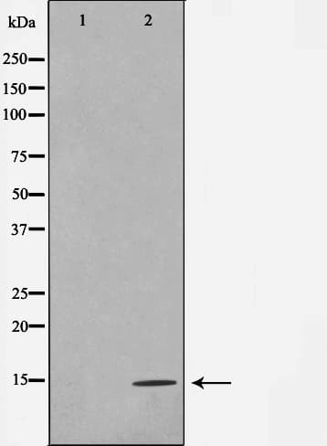 Histone H4 Antibody