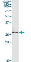EFNA3 / Ephrin A3 Antibody (clone 1C12)