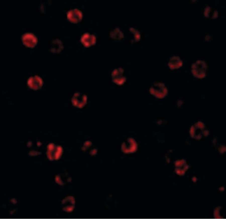 IHC-plus™ CASP1 / Caspase 1 Antibody