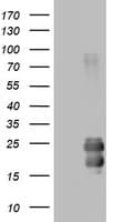 CD99 Antibody (clone OTI1D5)