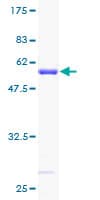 Human RPS3 / Ribosomal Protein S3 (Recombinant GST)