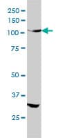 INSRR Antibody (clone 6E6)