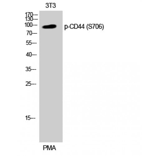 CD44 Antibody (650-730 aa)