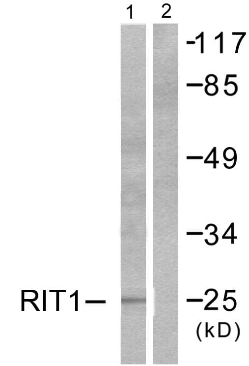 RIT1 Antibody