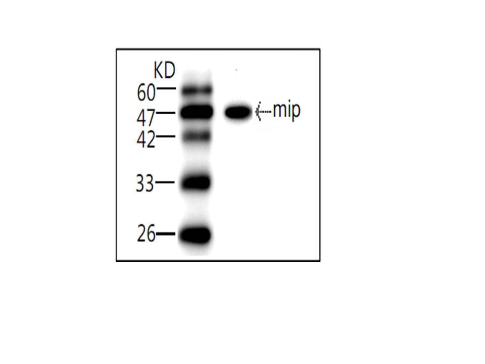 Monoclonal Mouse anti-Legionella pneumophila Legionella pneumophila mip Antibody (clone 6, aa33-206, WB)