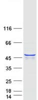 Human PDK3 Protein (Recombinant Myc-DDK (Flag))