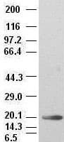 IL6 / Interleukin 6 Antibody (clone OTI2G3)