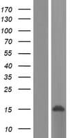LSM8 / NAA38 Protein (Over-Expression Lysate Myc-DDK (Flag))