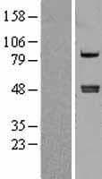 CPA4 Protein (Over-Expression Lysate Myc-DDK (Flag))