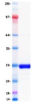 Human NEUROG1 / NGN1 / Neurogenin 1 Protein (Recombinant Myc-DDK (Flag))