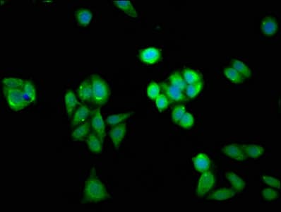 HINT / HINT1 Antibody
