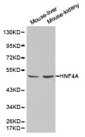 HNF4A / HNF4 Antibody