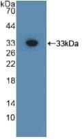 GPC3 / Glypican 3 Antibody (aa344-559, Cy3)