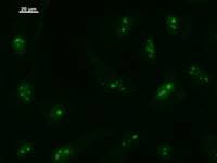 BRF1 Antibody (clone BRF1G2A8)