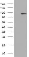 Monoclonal Mouse anti-Human MAATS1 Antibody (clone OTI7F7, aa1-313, WB)