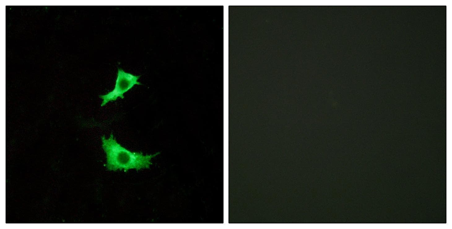 Polyclonal Rabbit anti-Human FFAR3 / GPR41 Antibody (IF)