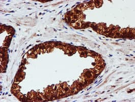 C1orf50 Antibody (clone OTI1C6)